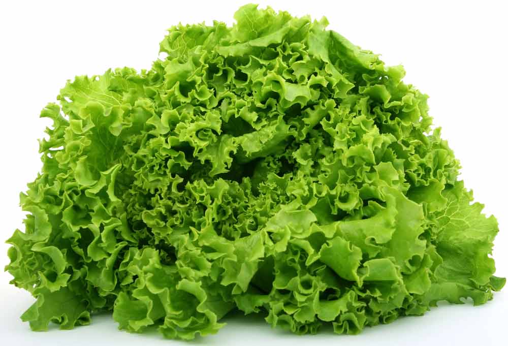 9 Health Benefits of Eating Lettuce Time, Recipes, Side Effects How To Ripe