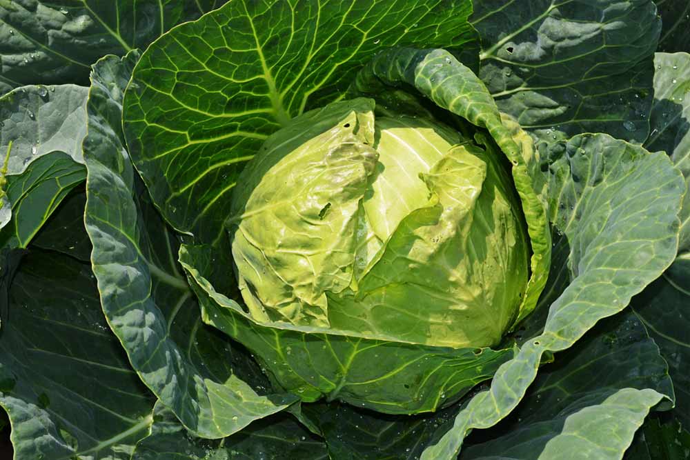 12-health-benefits-of-eating-organic-cabbage-everyday-how-to-ripe