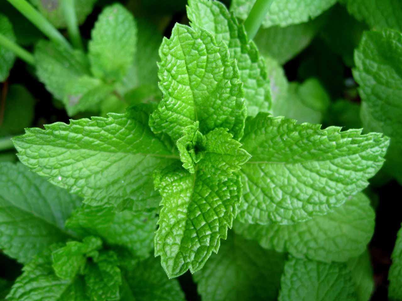 13 Proven Health Benefits of Eating Mint Leaves Daily - How To Ripe