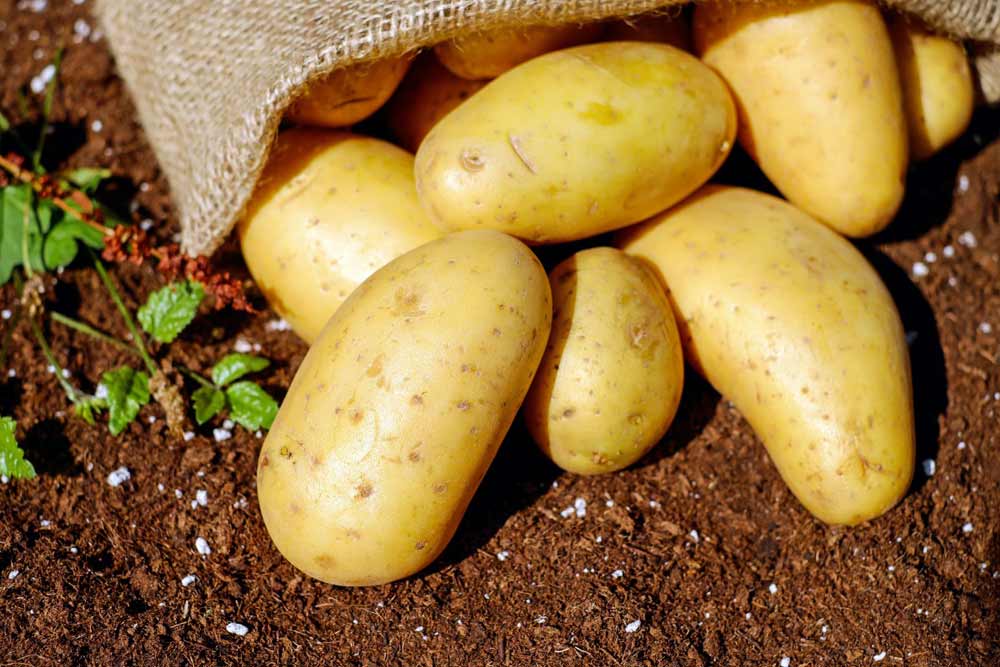 18 Significant Health Benefits of Eating Potatoes Daily How To Ripe