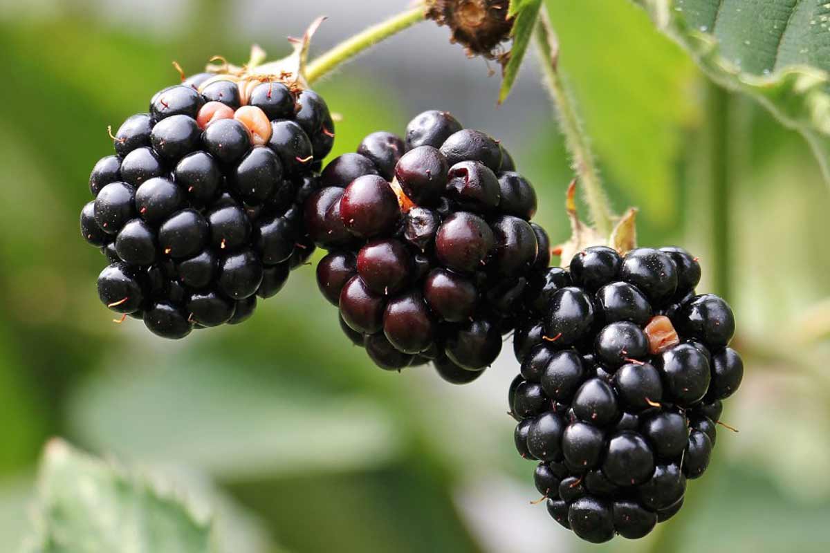 18 ScienceBacked Health Benefits of Blackberries How To Ripe