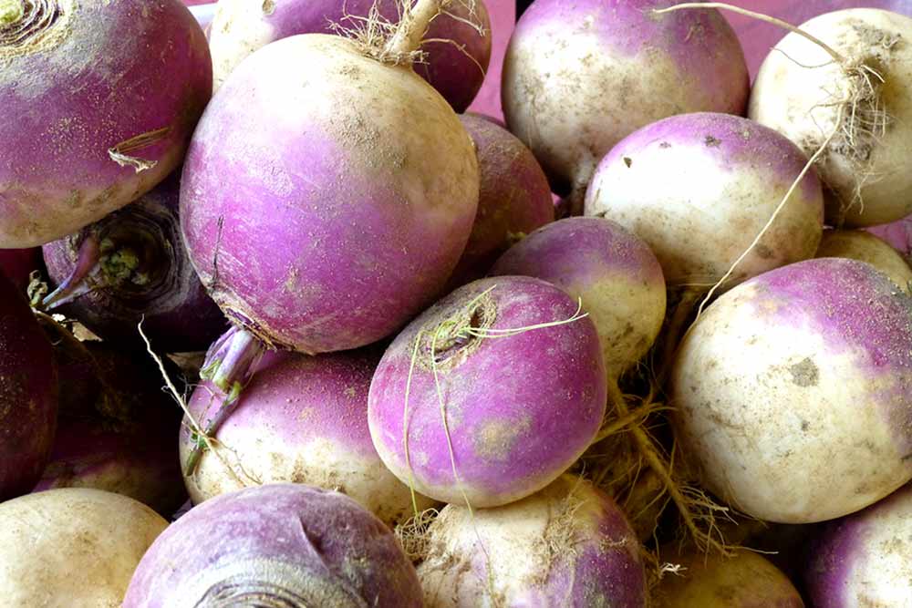 18 ScienceBacked Health Benefits of Eating Organic Turnips How To Ripe