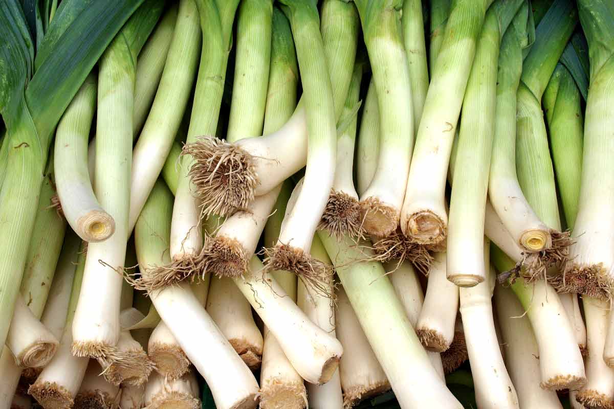 16-science-backed-health-benefits-of-leek-vegetable-how-to-ripe