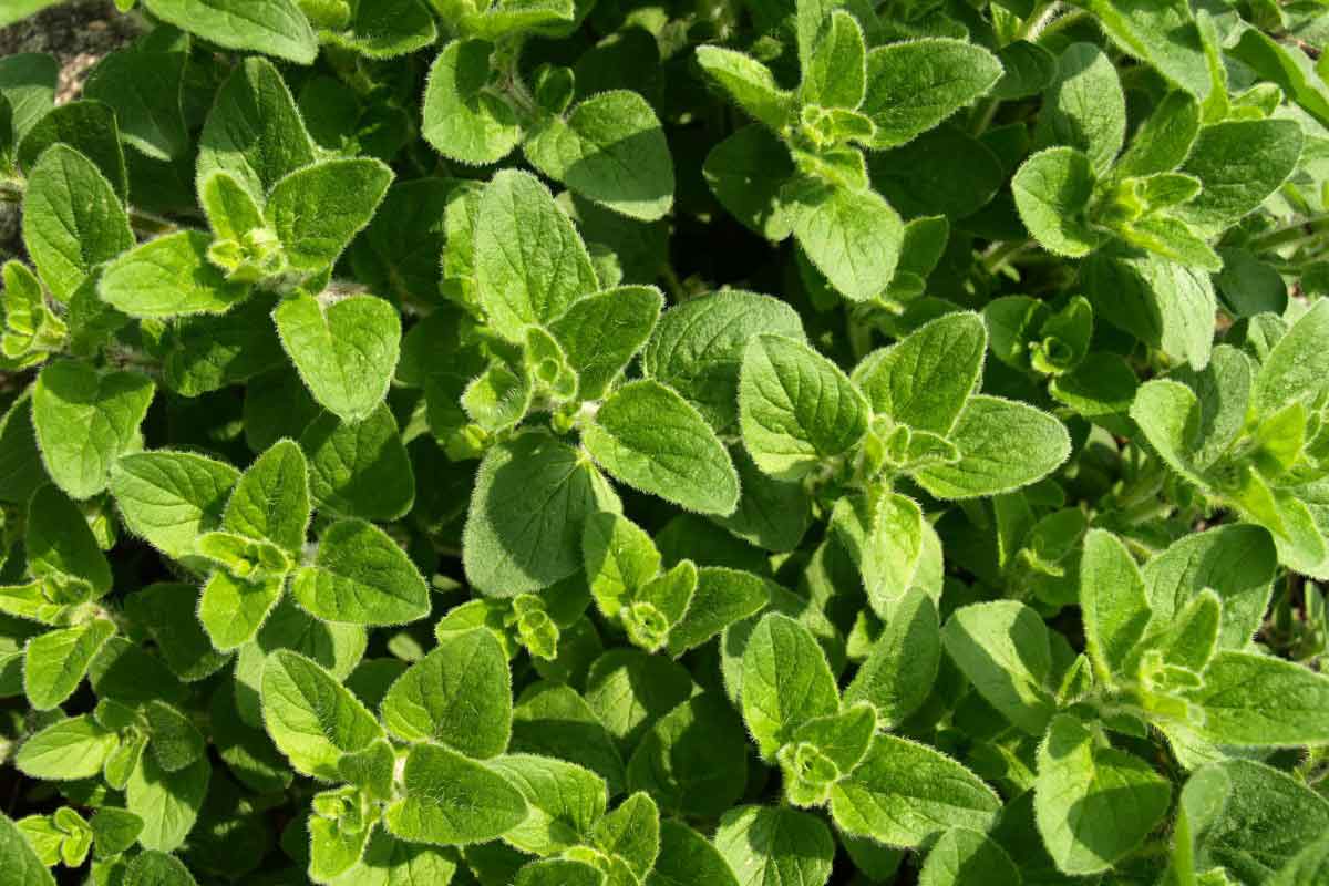 14 ScienceBased Health Benefits of Marjoram Herb How To Ripe