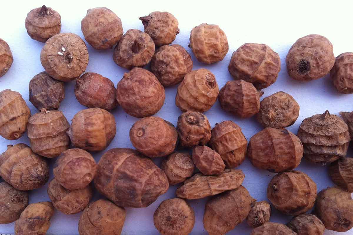 21-science-backed-health-benefits-of-tiger-nuts-how-to-ripe