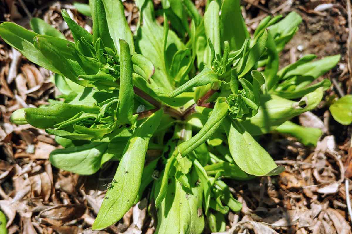 14 Proven Lambs Lettuce or Mache Health Benefits How To Ripe